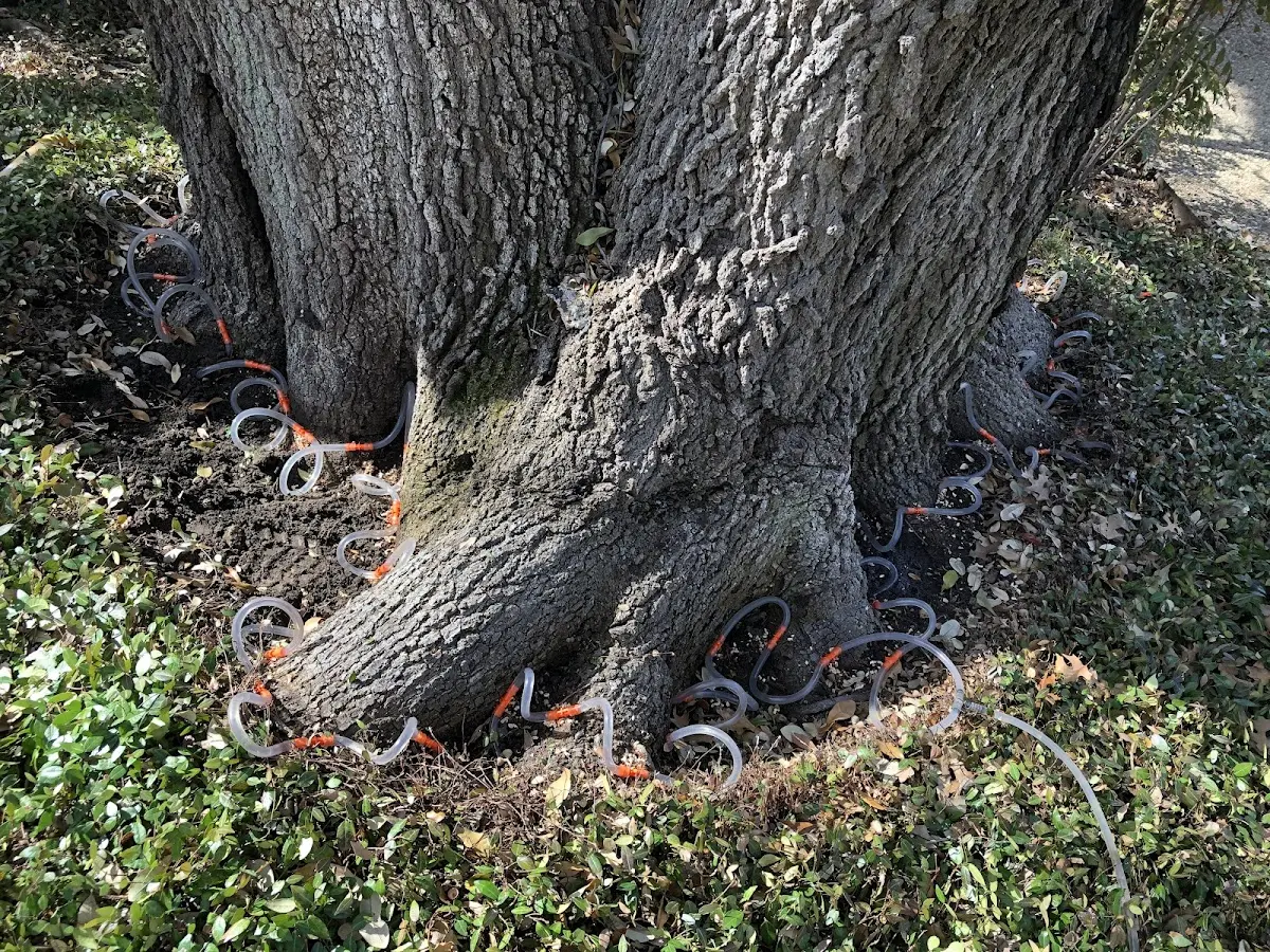 Detailed Tree Cabling and Bracing job site in Hartville